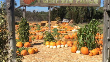 Pumpkin Patch at Summers Past Farms