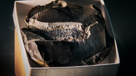 The "Chosha praecursor" fossil is the missing link between crustaceans and modern insects taken on Oct. 22