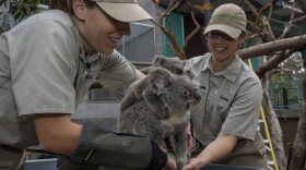 An 8-and-a-half-month-old koala joey named Burra rested on his mother, Tonaleah, while the two received their weekly weight check by keepers at the San Diego Zoo.