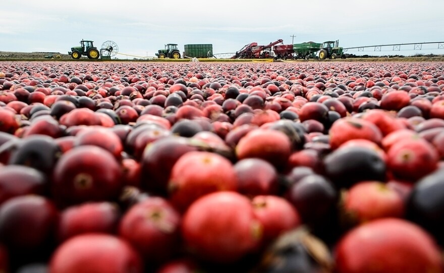 Farmers harvest cranberries born from the University of Wisconsin-Madison's breeding program. The program has created a couple commercial varieties since it's inception.