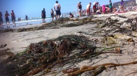 Kelp and seaweed cover La Jolla Shores beach on June 26, 2011.