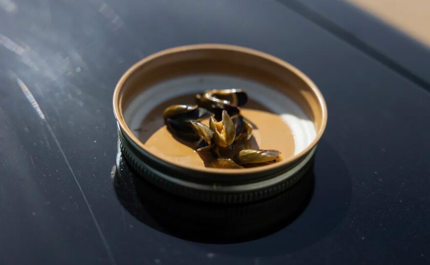 Golden mussels on a jar lid at Thermalito Forebay in Oroville. Warden Mark Rose uses the saved mussels to help Allee, a Belgian Malinois, detect them on watercraft.