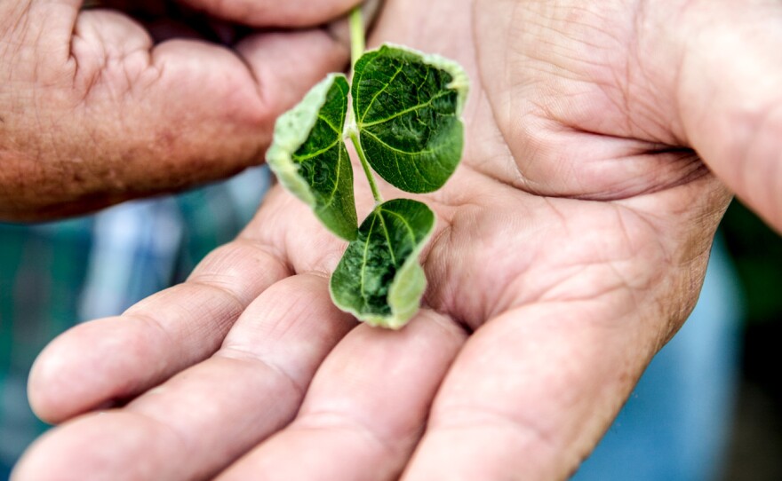 Lyle Hadden, a soybean farmer, holds leaves and a stalk from a soybean plant in a field he planted that shows signs of being affected by dicamba.