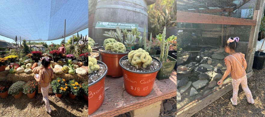 From learning about unusual plants to making new turtle friends, there's something special around every corner of City Farmers Nursery.