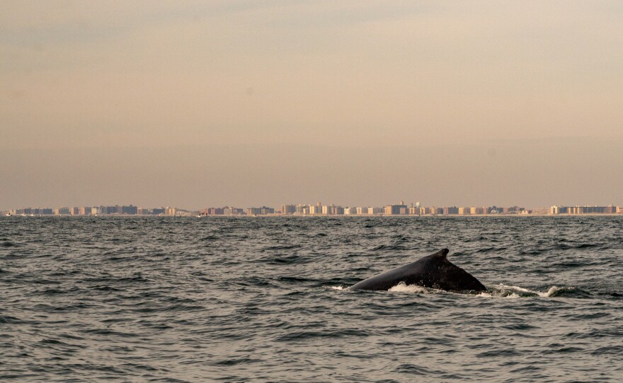 A humpback whale feeds on a school of fish off Long Island, New York. Migrating whales have increased dramatically in this region in recent decades — but they're also facing human challenges.