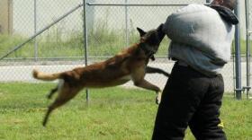 U.S. Air Force Senior Airman Anthony Despins, 20th Security Forces Squadron canine handler, demonstrates the "lock jaw" method with Military Working Dog Astra at Shaw Air Force Base, S.C.