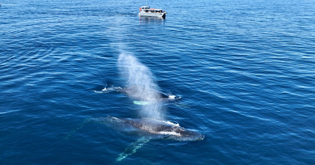 How to appreciate the whales of San Diego