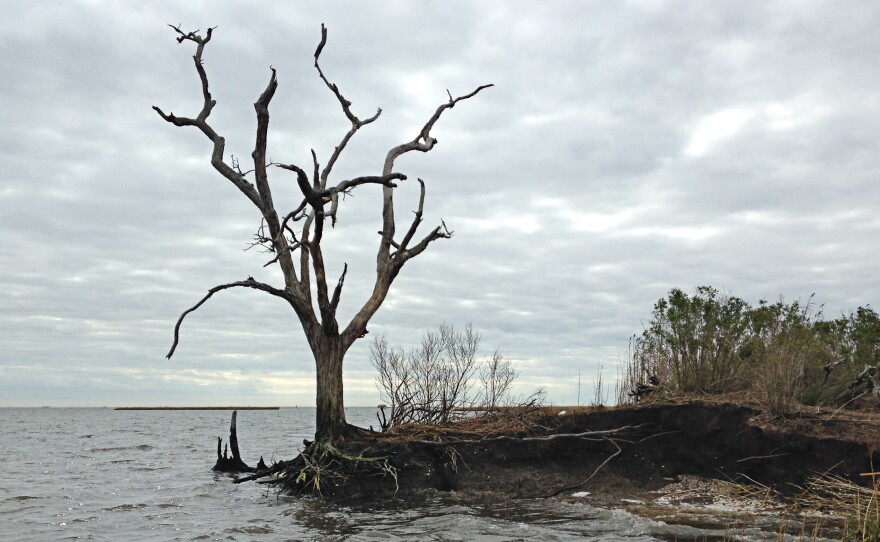Louisiana is losing its coast faster than any other place in the world. As land disappears and the water creeps inland, ancient archaeology sites are washing away. The roots of a dead oak tree at the edge of an ancient Native American mound are all that hold the land together.