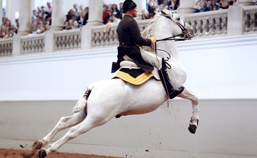 Capriole Spanish Riding School, Vienna, Austria.