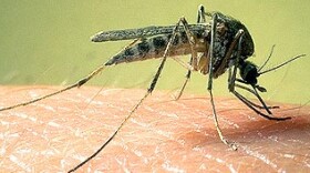 Researchers at the Centers for Disease Control and Prevention are working on a new all-natural insect repellent. It not only keeps bugs away — it kills them in seconds.