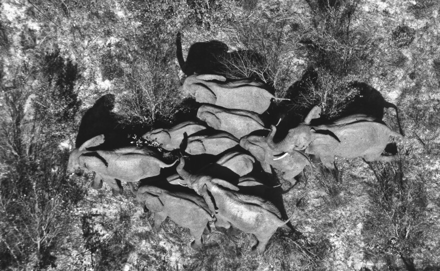 A herd of elephants migrating is pictured in this undated photo.