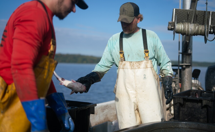 Rice, at right, and Swann, his first mate, sort blue catfish by size and weight. Rice says the fish doesn't bring the high prices of some other seafood, but it provides a steady income for his small operation.