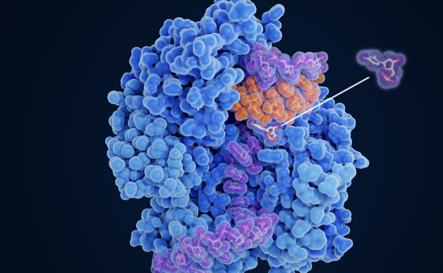 Molnupiravir impairs SARS-CoV-2 replication. The drug works by changing the order of the amino acids in the proteins it's making to build new viruses, so the proteins are defective — and the new viruses are unable to infect new cells or replicate.