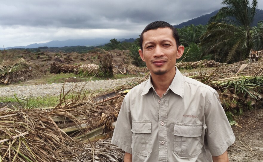 Environmental activist Rudi Putra looks out over the remains of an illegal palm oil plantation.
