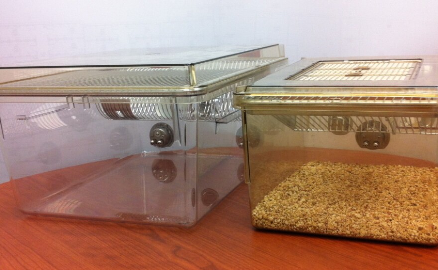 The standard rat cage used in the U.S. (right) has 140 square inches of floor space. One interpretation of the new guidelines says this cage wouldn't be big enough to hold a male rat, a female rat and their babies. Instead, labs would have to house the rat family in a larger cage, like the 210-square-inch one on the left.