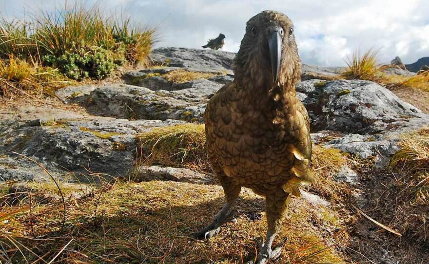 The kea, native to the mountains of New Zealand, is known to be particularly intelligent, curious and social.
