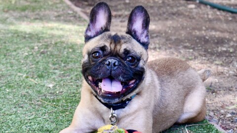 A French bulldog smiles with their chew toy in this undated photo.