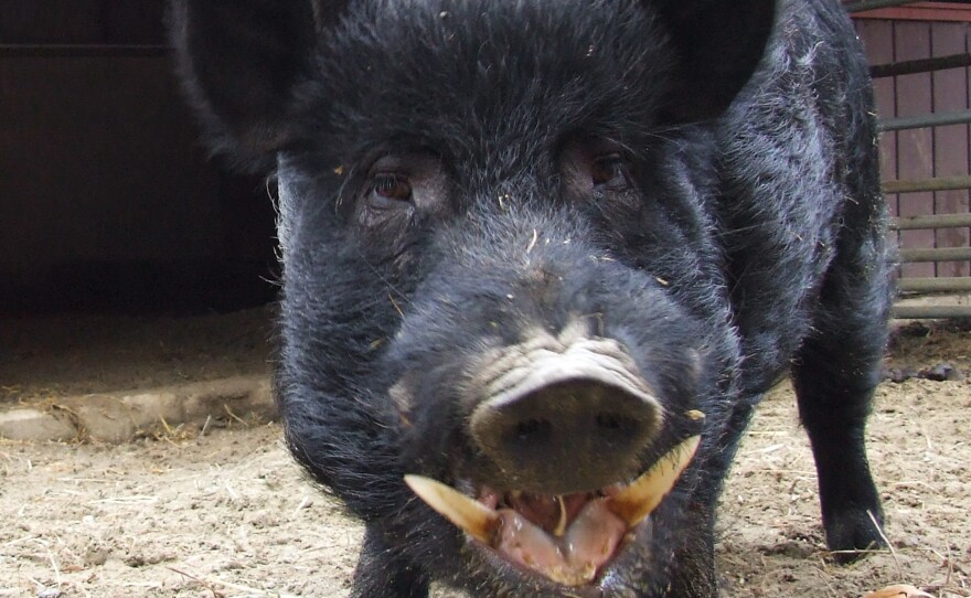 The Guinea hog is a small breed that once produced hams, bacon and lard for farmers in the southeast U.S. But it is now threatened, according to the Livestock Conservancy.