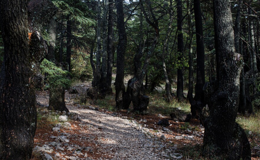 Cedar trees in the Tannourine Cedars Forest Nature Reserve, in Tannourine.