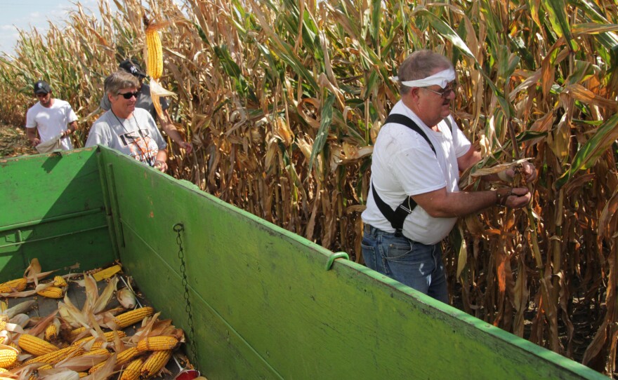 Dick Humes, president of the Illinois Corn Husking Club, competes in the men's 50-and-older competition