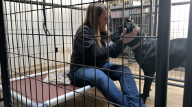 Babs Fry cares for a recently recovered stray in her kennel in Jamul on Nov. 11, 2024.