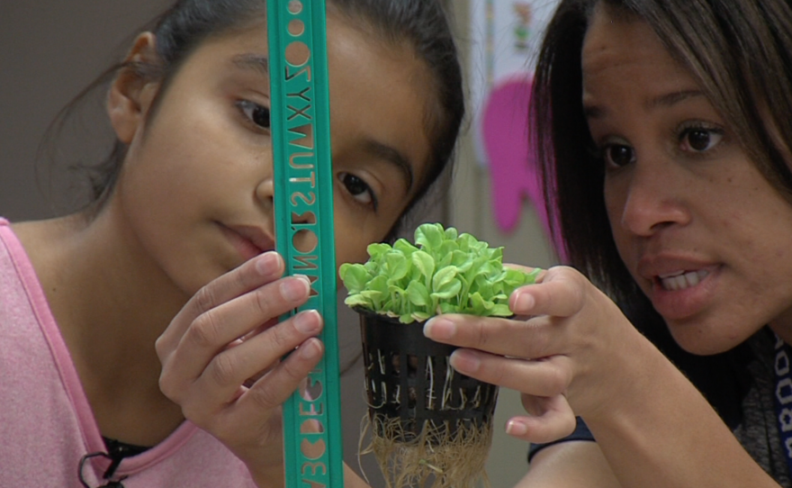 Third grade students learn to grow plants without soil at the Casita Center For Technology, Science and Math in Vista, Oct. 28, 2015. 