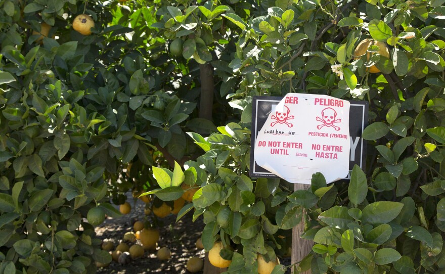 Pesticide warning sign in an orange grove. The sign, in English and Spanish, warns that the pesticide chlorpyrifos, or Lorsban, has been applied to these orange trees.