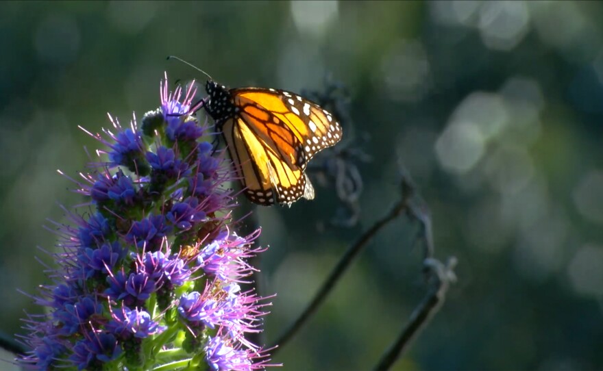 A single butterfly on a purple flower. "Butterfly Town, USA" focuses on the local habitat protection for the Sanctuary, but also on a larger goal: citizens working together to limit habitat loss due to climate change, deforestation and pesticides. 