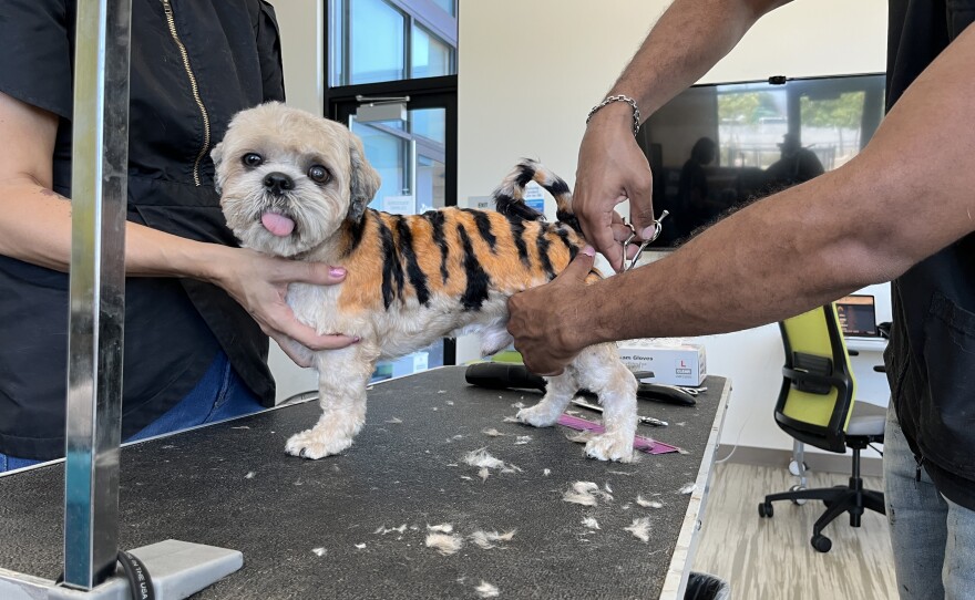 Dog groomer Gabriel Feitosa is shown trimming Minnow, just after transforming him into a tiger at the San Diego Humane Society El Cajon campus on August 7, 2023.