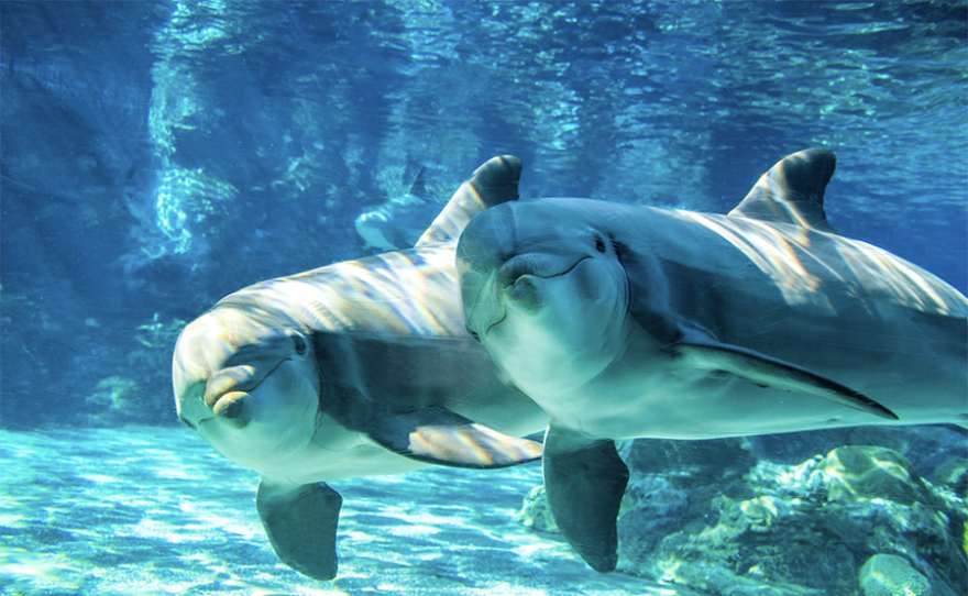 Dolphins at SeaWorld San Diego