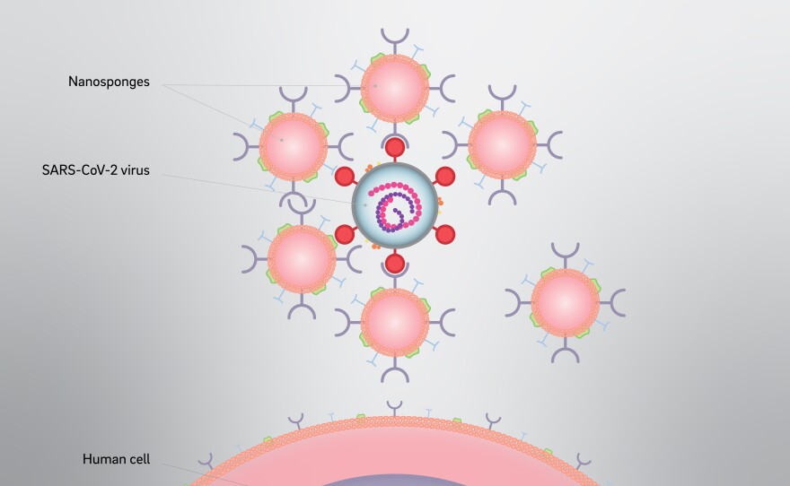 An illustration is shown of nanosponges attacking and neutralizing the SARS-CoV-2 virus, June 16, 2020. 