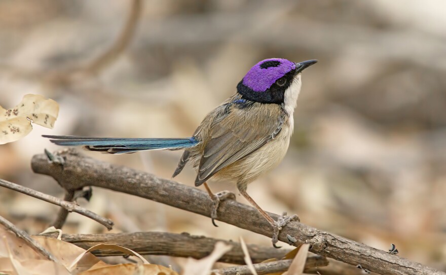 The purple-crowned fairy-wren is another one of the birds featured on the hit album <em>Songs of Disappearance.</em>