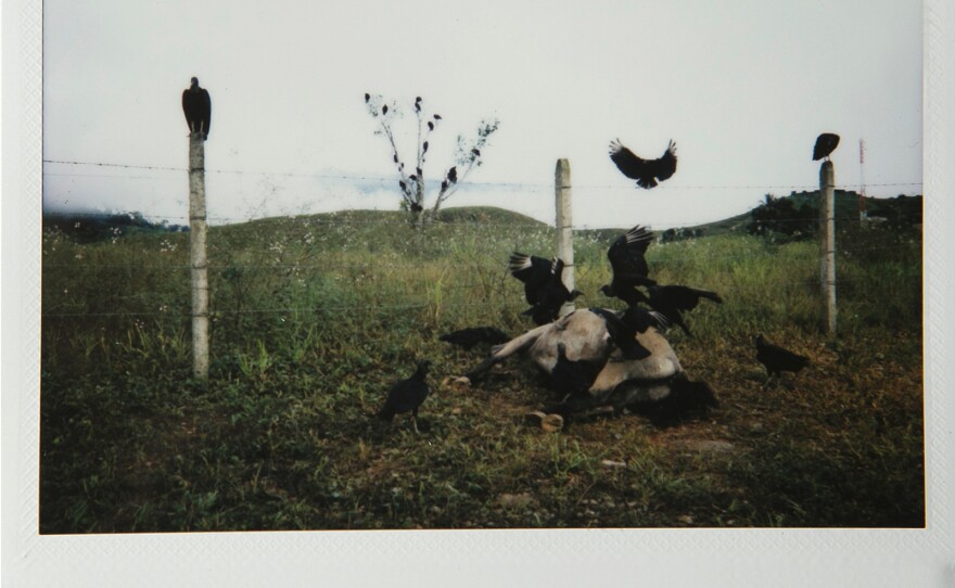 A horse cadaver is eaten by vultures near Zabaleta.