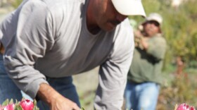 Rainbow Hill Protea picker at work.