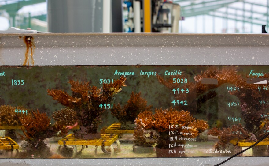 Selective breeding has been used by humans for millennia on crops and livestock. Now, as the climate gets hotter, it's being used for conservation.