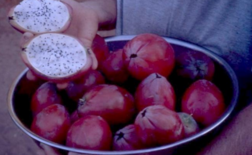 A bowl of dragon fruit or pitaya is pictured. The fruit is sweet and mild in flavor. The pink red rind is not eaten. The fruit grows on a type of cactus.
