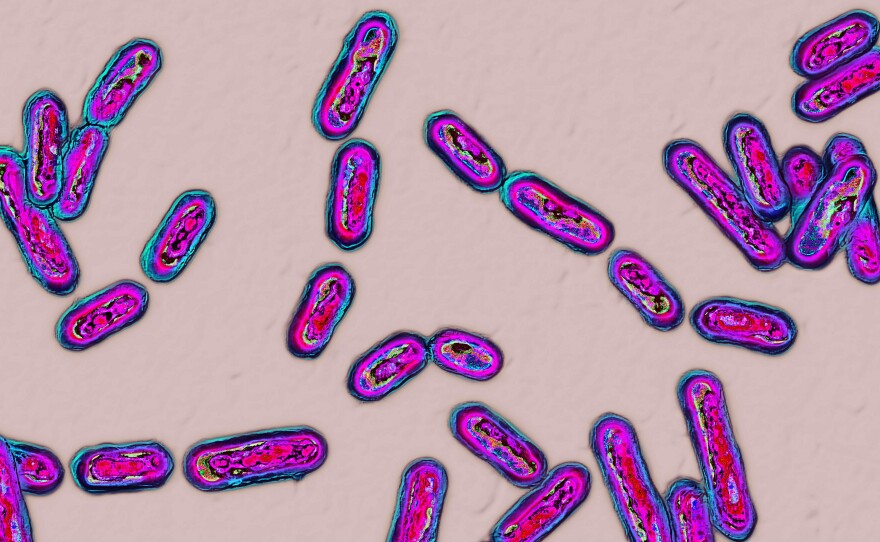 Infections with Clostridium difficile can crop up after a round of antibiotics.