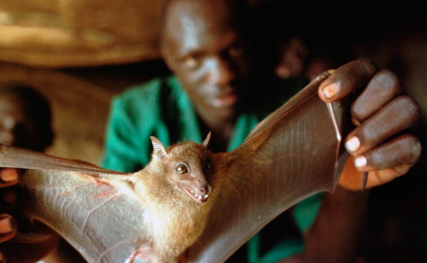 The usual suspect: Bats harbor dozens of deadly viruses, such as rabies and influenza. Several studies suggest that bats may also carry Ebola.