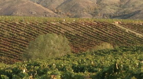 One chapter in Cathy Huyghe's <em>Hungry for Wine </em>is devoted to the Vinkara vineyards in Turkey where "hero wine" is produced.