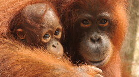 A mother orangutan cuddles her baby.