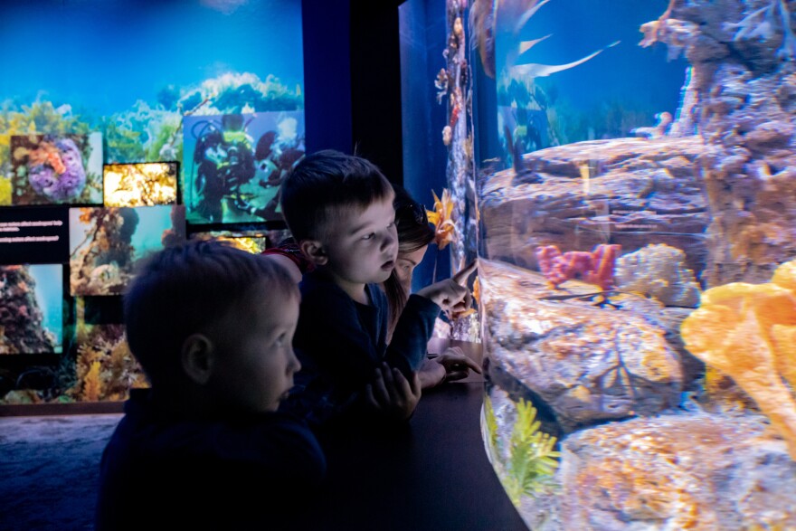 Children look at the weedy seadragon exhibit at the Birch Aquarium at Scripps Institution of Oceanography in this undated image.