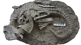 Scientists have identified a fossil of an herbivorous dinosaur, <em>Psittacosaurus</em>, being bitten by a mammal, <em>Repenomamus</em>.