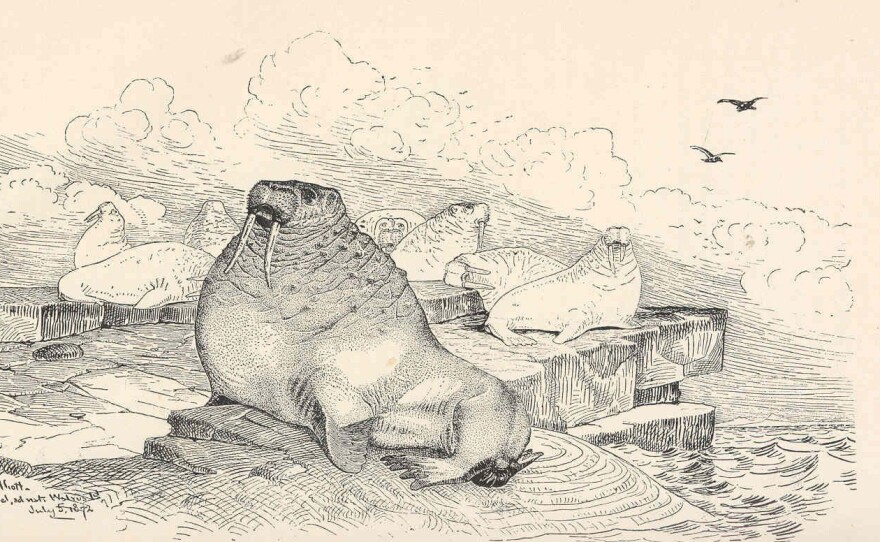 "An Old Walrus, Or 'Morse' " was drawn by Henry Wood Elliott in 1872. He included it in his book Our Arctic Province, next to a description of a walrus haulout in Alaska's Punuk Islands in 1874.