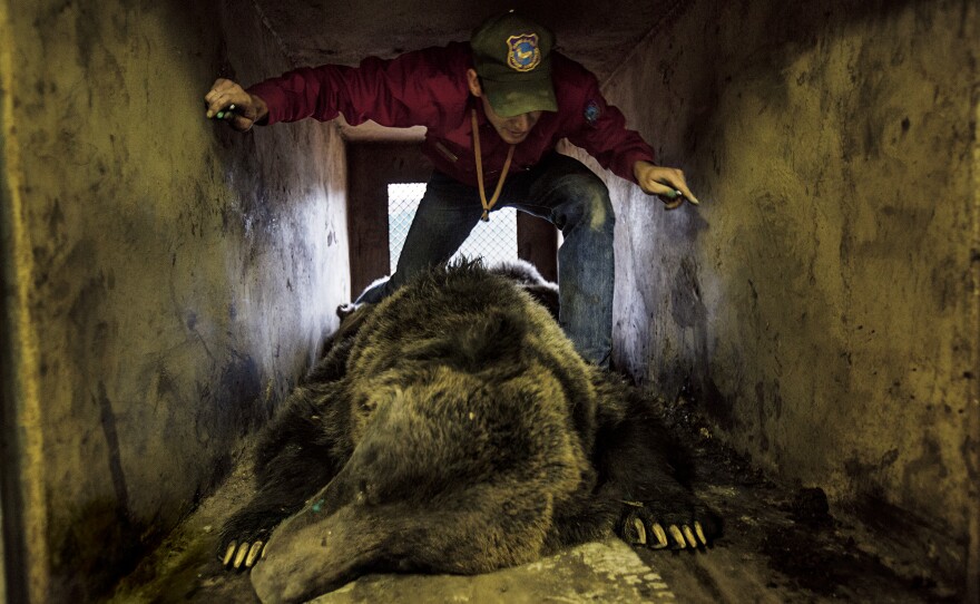 A state wildlife manager in Cody, Wyo., checks on a problem grizzly that's been tranquilized so it can be relocated away from people. Wyoming and other states around Yellowstone argue that grizzlies have recovered enough for trophy hunting to be allowed.