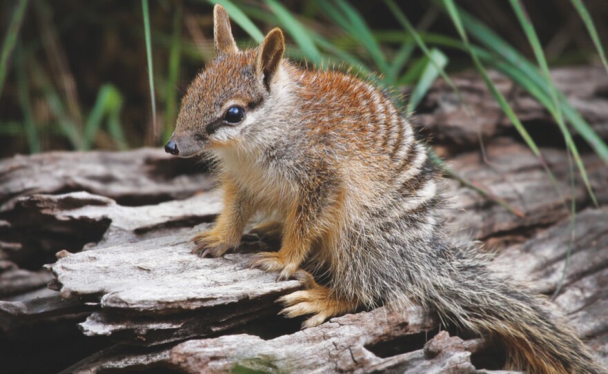 The Perth Zoo's numbats have produced 25 babies this year — a new record.