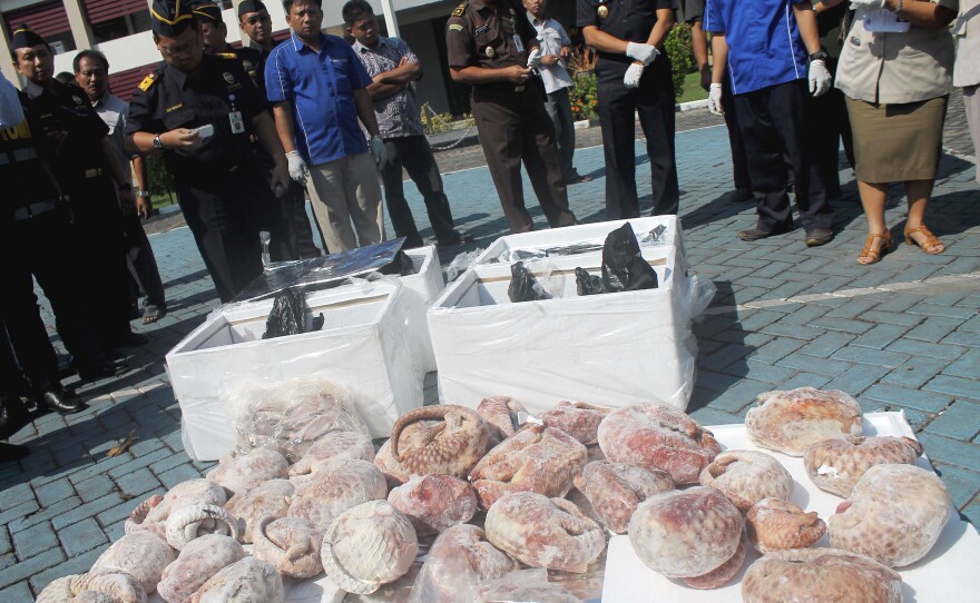 Last month, Indonesian customs officials seized more than a ton of frozen pangolins bound for Singapore. The animal is critically endangered, due to high levels of hunting and poaching for its meat and scales.