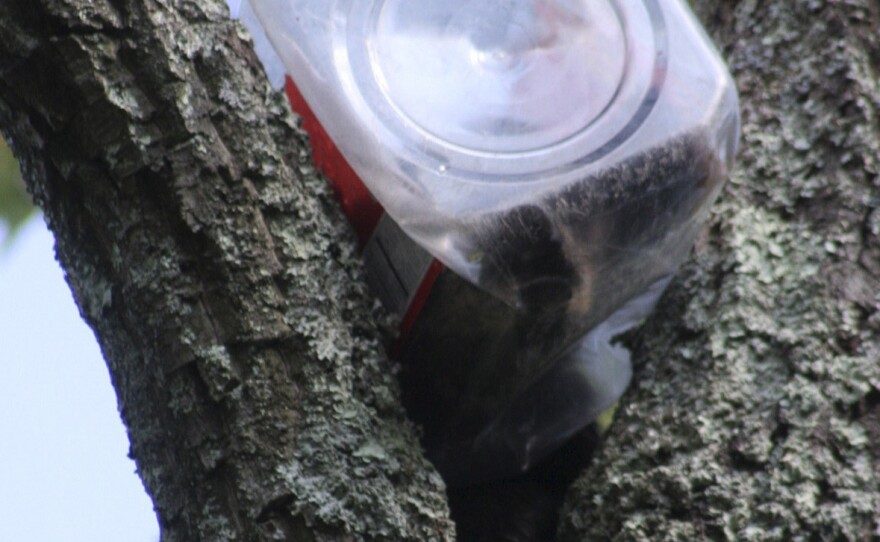 A bear cub who had to be rescued from a tree after getting his head stuck in a cookie jar is shown in a handout photo from the New Jersey Department of Environmental Protection.