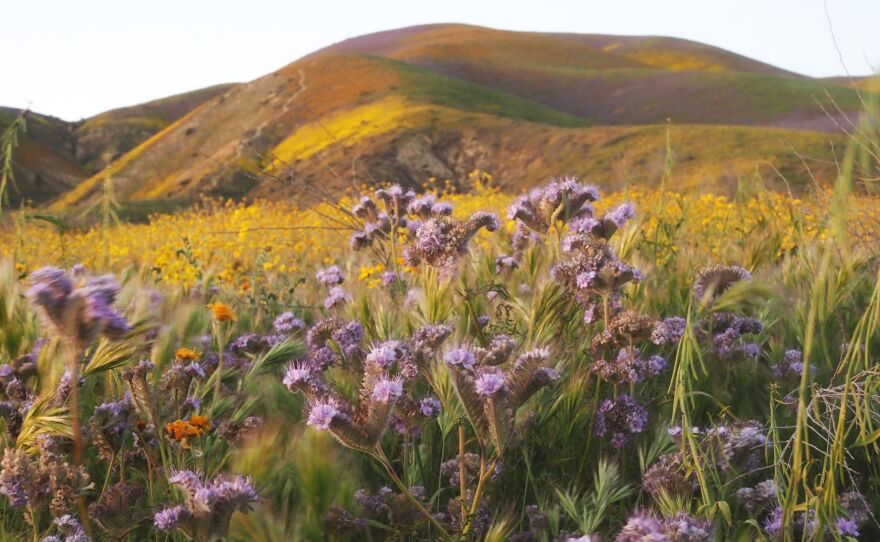 Wildflowers cover the hills of the Tremblor Range in Carrizo Plain National Monument near Taft, Calif., during a wildflower "super bloom" earlier this month.