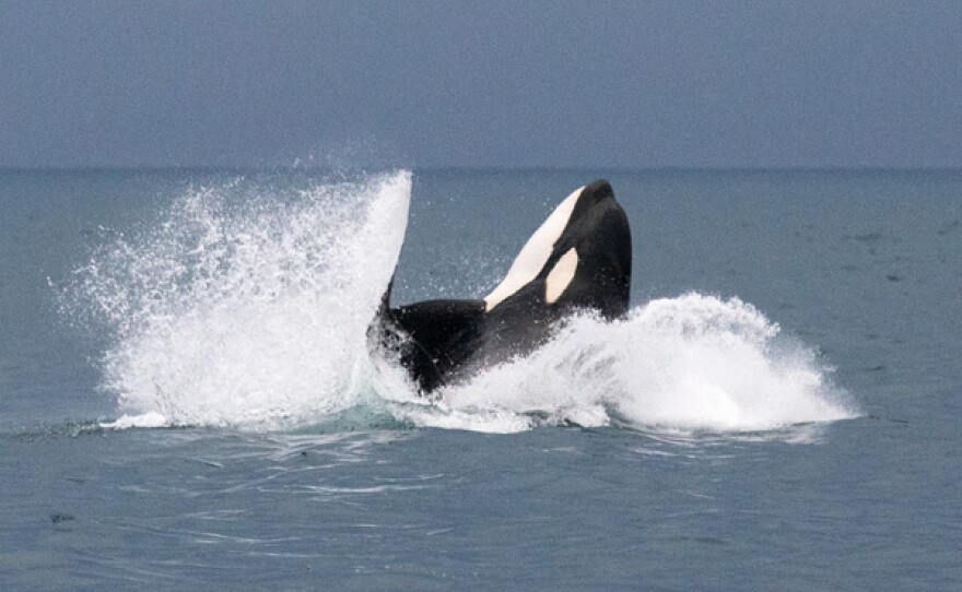 Killer whale jumping and splashing.