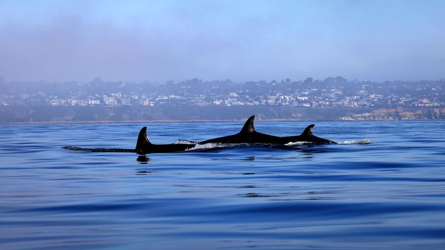 In a still from "America's Wildest City," a pod of orcas swim through the waters off of San Diego, CA.